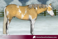 Horse Color:Silver Buckskin Dun Sabino 