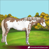 Horse Color:Chocolate Palomino Sabino Frame