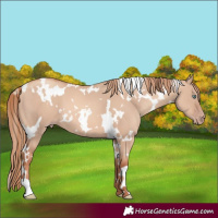 Horse Color:White Spotted Gold Champagne Dun 