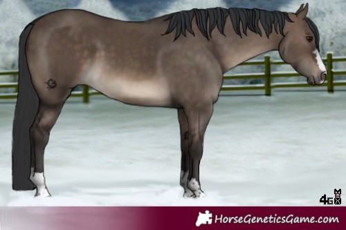 Horse Color:Brown Dun 