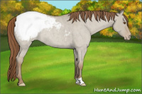 Horse Color:Classic Champagne Roan Dun Appaloosa Rabicano