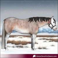 Horse Color:Bay Roan Splash 