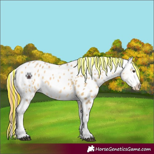 Horse Color:Painted Buckskin Dun Appaloosa 