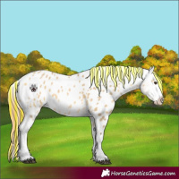 Horse Color:Painted Buckskin Dun Appaloosa 