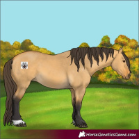 Horse Color:Buckskin Dun 