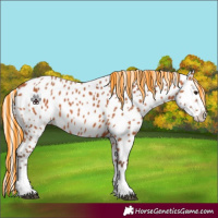 Horse Color:Painted Silver Bay Appaloosa 