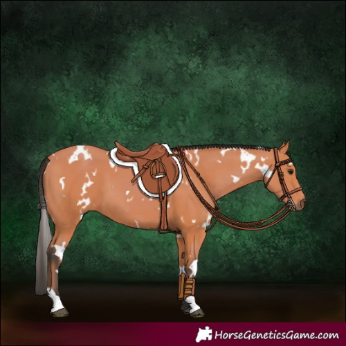 Horse Color:White Spotted Bay 