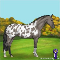 Horse Color:Grullo Appaloosa 