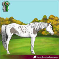 Horse Color:Grullo Splash Tobiano Rabicano