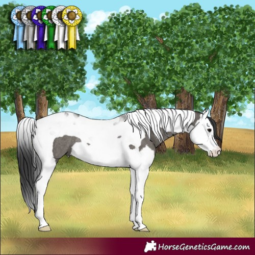 Horse Color:Grullo Splash Tobiano Rabicano