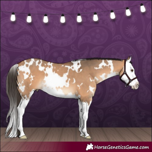 Horse Color:White Spotted Bay Dun Splash 