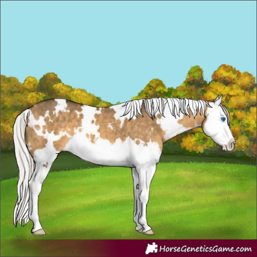 Horse Color:White Spotted Silver Buckskin Dun Splash 