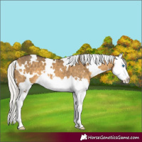 Horse Color:White Spotted Silver Buckskin Dun Splash