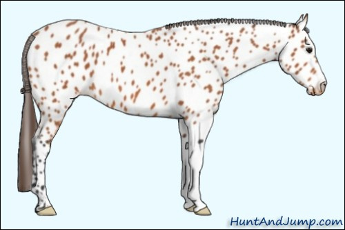 Horse Color:Bay Appaloosa 