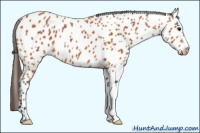 Horse Color:Bay Appaloosa