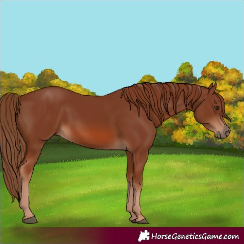 Horse Color:Chestnut 
