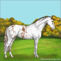 Horse Color:Chestnut Sabino