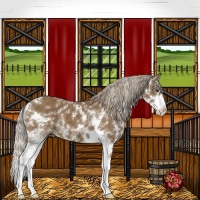 Horse Color:Chocolate Palomino Sabino 