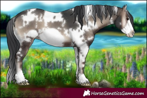Horse Color:White Spotted Blue Onyx Frame