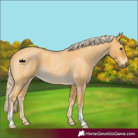 Horse Color:Palomino Roan 