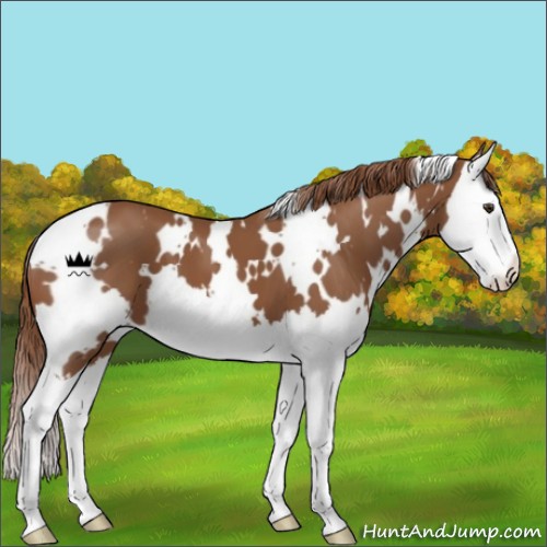 Horse Color:White Spotted Chestnut Splash 