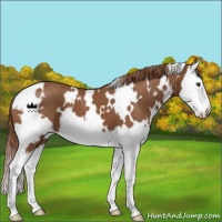 Horse Color:White Spotted Chestnut Splash 