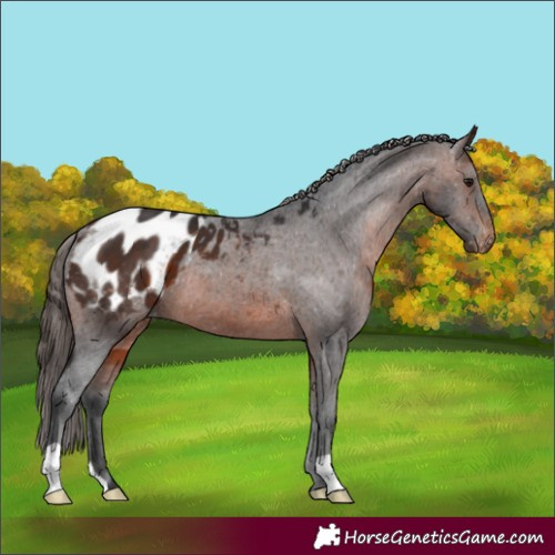 Horse Color:Brown Appaloosa 