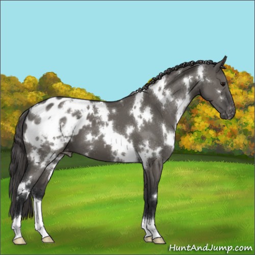 Horse Color:White Spotted Grullo Appaloosa 
