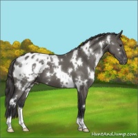 Horse Color:White Spotted Grullo Appaloosa 
