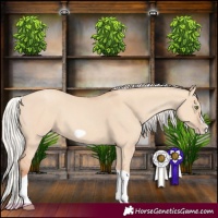 Horse Color:Silver Classic Champagne Dun Splash Frame 