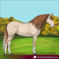 Horse Color:Red Dun Roan Splash 