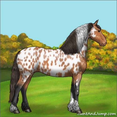 Horse Color:Bay Tobiano Appaloosa