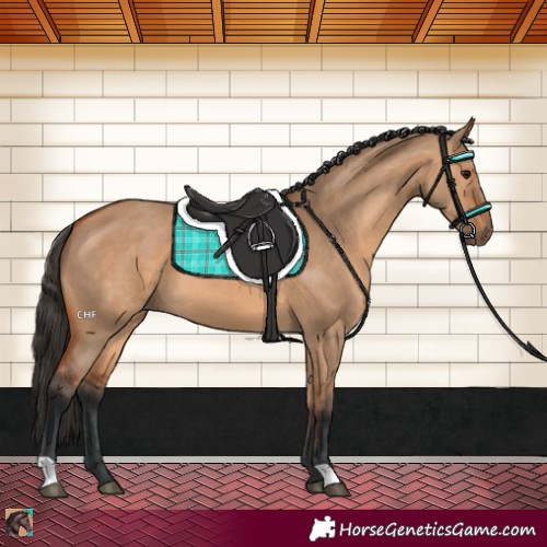Horse Color:Bay Dun