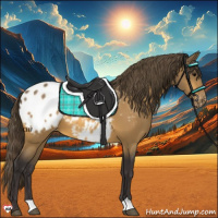 Horse Color:Buckskin Appaloosa