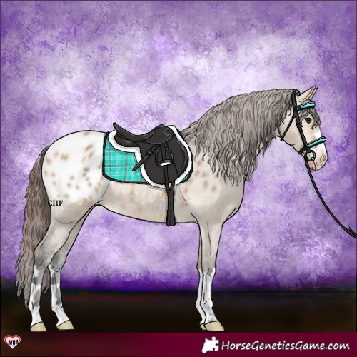 Horse Color:Bay Dun Appaloosa 