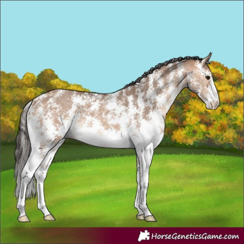 Horse Color:Bay Dun Sabino 