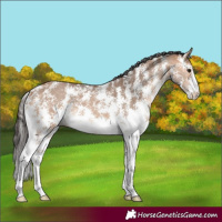 Horse Color:Bay Dun Sabino 