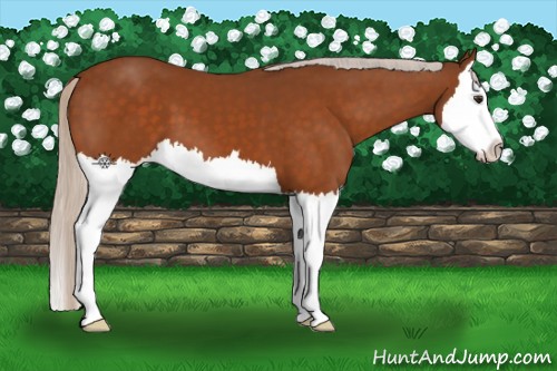 Horse Color:Silver Buckskin Splash 