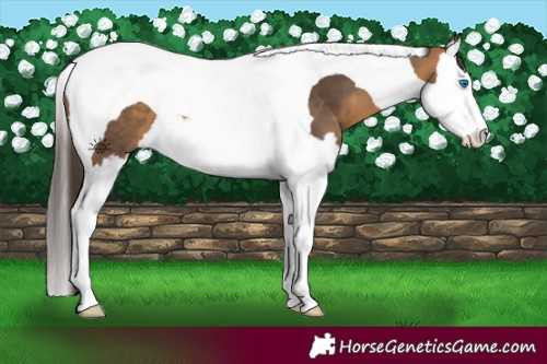 Horse Color:Buckskin Splash Tobiano 