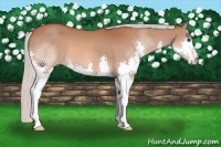 Horse Color:Silver Bay Splash 