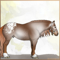 Horse Color:Gray Chestnut Appaloosa 