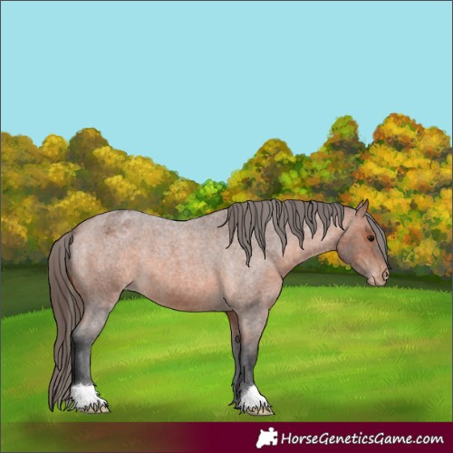 Horse Color:Bay Roan Varnish 