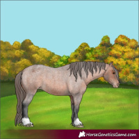 Horse Color:Bay Roan Appaloosa 
