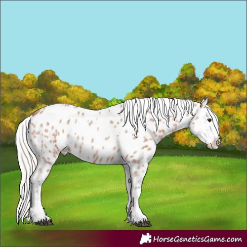 Horse Color:Silver Bay Roan Appaloosa 
