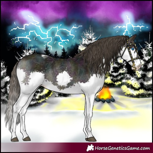 Horse Color:Midnight Buckskin Ice Splash Tobiano 