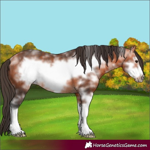 Horse Color:Bay Sabino Frame Rabicano 