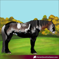 Horse Color:White Spotted Brown Tobiano Rabicano