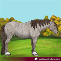 Horse Color:Classic Champagne Ice Roan 