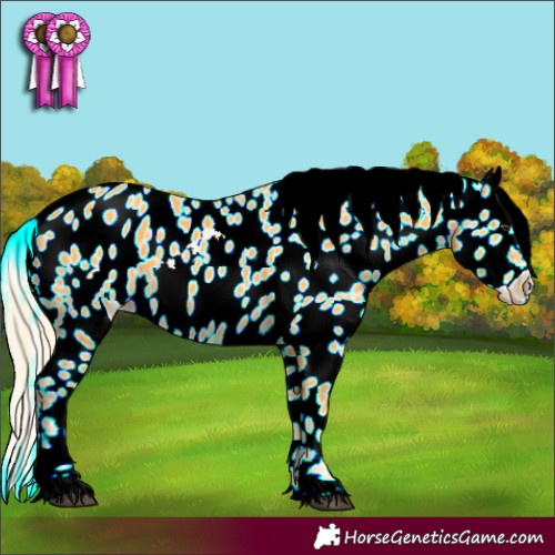 Horse Color:Palomino Appaloosa 
