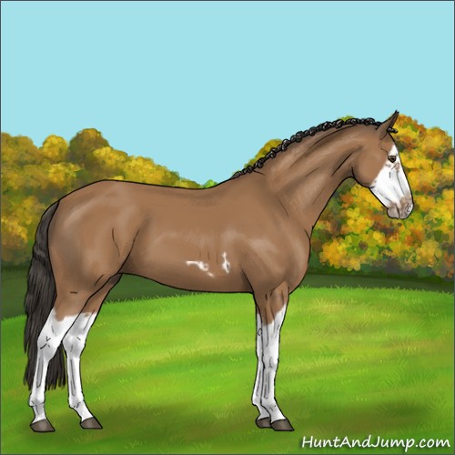 Horse Color:Bay Splash Frame 
